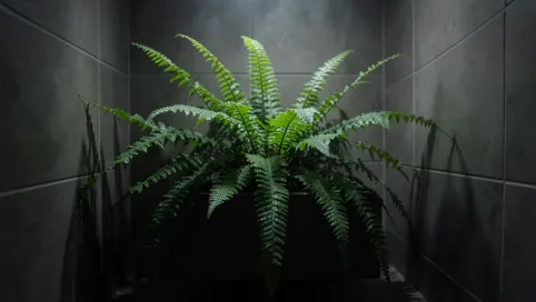 jaki kwiat do łazienki bez okna